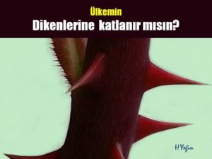diken-1